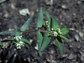 Chamaesyce glyptosperma (Ribseed sandmat)