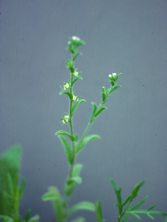 Lappula occidentalis var. cupulata (Flatspine stickseed)