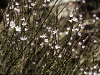 Verbena menthifolia (Mint vervain)