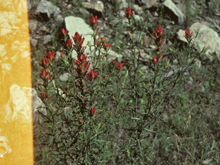 Castilleja wootonii (Sacramento mountain indian paintbrush)
