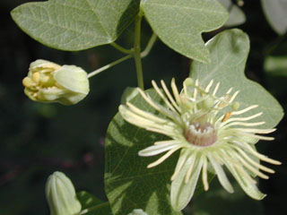 Passiflora lutea (Yellow passionflower)