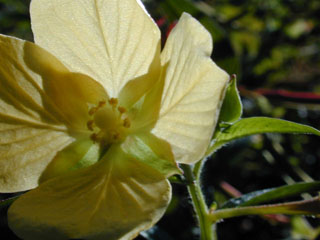Ludwigia octovalvis ssp. octovalvis (Mexican primrose-willow)