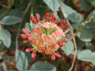 Pediomelum rhombifolium (Gulf indian breadroot)