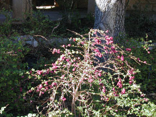 coralberry shrub