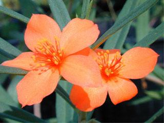 Phemeranthus aurantiacus (Orange flameflower)