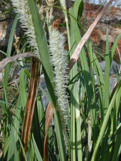 Carex emoryi (Emory's sedge)