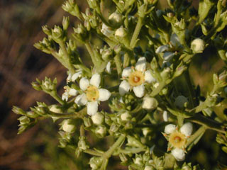 Mortonia greggii (Gregg's saddlebush)