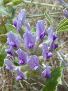 Pediomelum latestipulatum var. appressum (Texas plains indian breadroot)