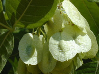 Ptelea trifoliata (Wafer ash)