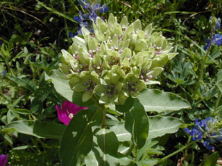 Asclepias viridis (Green milkweed)