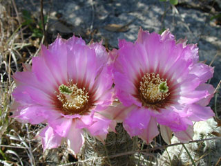 Echinocereus reichenbachii ssp. reichenbachii (Lace hedgehog cactus)