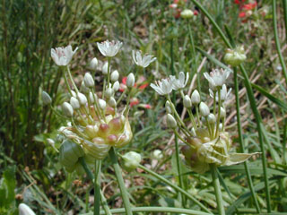 Allium canadense var. canadense (Meadow garlic)