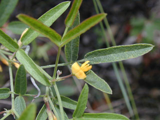 Rhynchosia senna var. texana (Texas snoutbean)