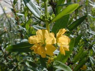 Heimia salicifolia (Shrubby yellowcrest)