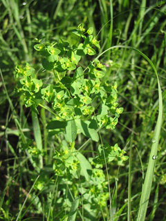 Euphorbia spathulata (Warty spurge)