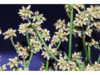 Eriogonum ampullaceum (Mono buckwheat)