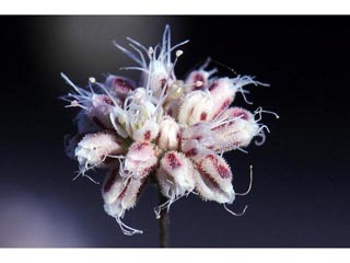 Eriogonum angulosum (Anglestem buckwheat)