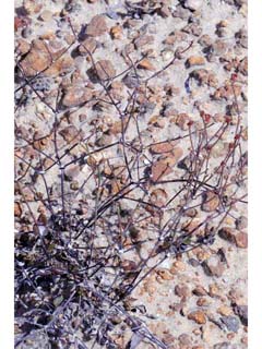 Eriogonum apricum (Ione buckwheat)