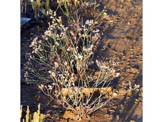 Eriogonum batemanii (Bateman's buckwheat)