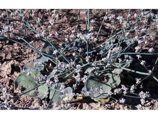 Eriogonum bifurcatum (Pahrump valley buckwheat)