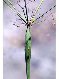 Eriogonum trichopes var. hooveri (Hoover's deserttrumpet)