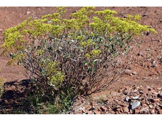 Eriogonum corymbosum var. aureum (Crispleaf buckwheat)