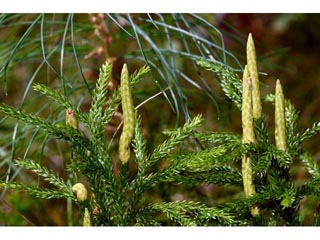 Lycopodium dendroideum (Tree groundpine)