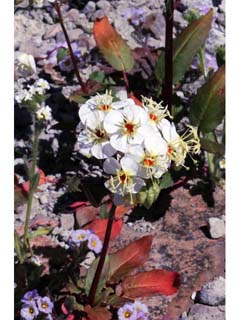 Camissonia claviformis ssp. cruciformis (Browneyes)