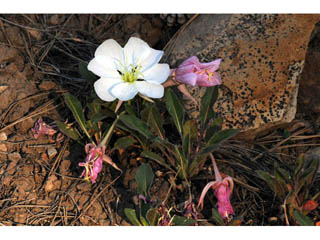 Oenothera caespitosa ssp. navajoensis (Navajo evening primrose)
