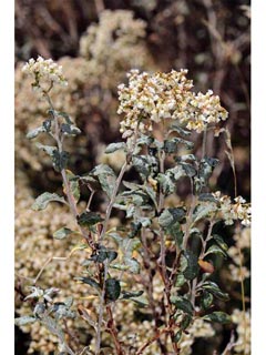 Eriogonum corymbosum var. corymbosum (Crispleaf buckwheat)