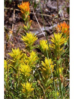Castilleja applegatei ssp. pinetorum (Wavyleaf indian paintbrush)