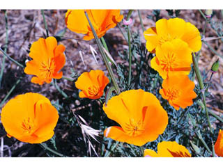 Eschscholzia californica ssp. californica (California poppy)