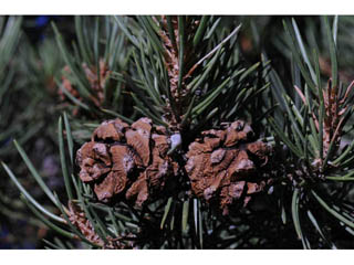 Pinus monophylla (Singleleaf pinyon)