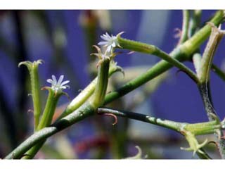 Chorizanthe brevicornu (Brittle spineflower)