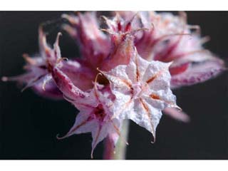 Chorizanthe membranacea (Pink spineflower)