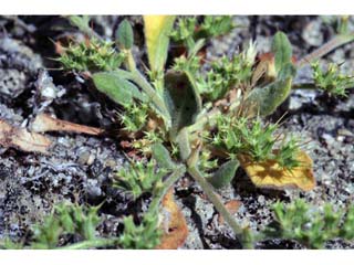 Chorizanthe uniaristata (Oneawn spineflower)