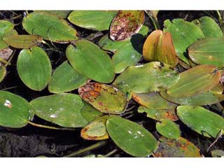 Potamogeton natans (Floating pondweed)