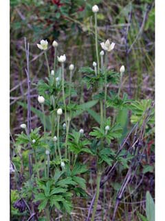Anemone cylindrica (Candle anemone)