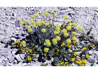 Eriogonum crosbyae (Crosby's buckwheat)