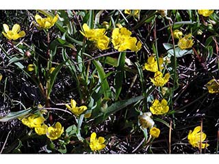 Ranunculus alismifolius var. alismellus (Plantainleaf buttercup)