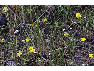 Ranunculus flammula var. filiformis (Greater creeping spearwort)