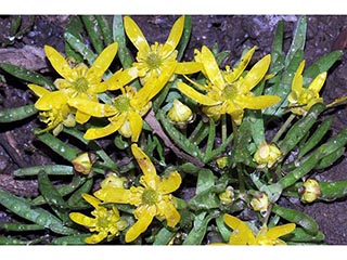 Ranunculus jovis (Utah buttercup)