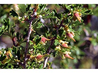Purshia glandulosa (Desert bitterbrush)