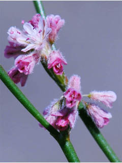 Eriogonum dasyanthemum (Chaparral buckwheat)