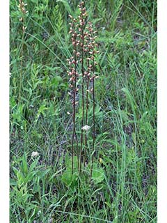 Heuchera richardsonii (Richardson's alumroot)