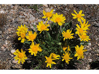 Tetraneuris acaulis var. arizonica (Arizona four-nerve daisy)