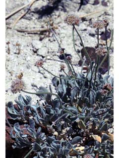 Eriogonum diatomaceum (Churchill narrows buckwheat)