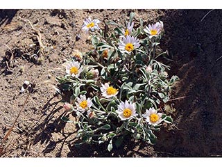 Townsendia florifer (Showy townsend daisy)