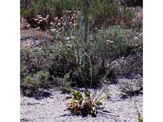 Eriogonum elatum (Tall woolly buckwheat)
