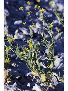 Stenogonum salsuginosum (Salty buckwheat)